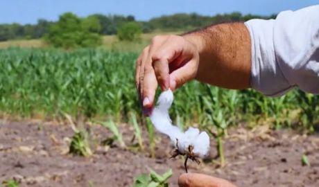 algodón de fibras extralargas INTA exportación