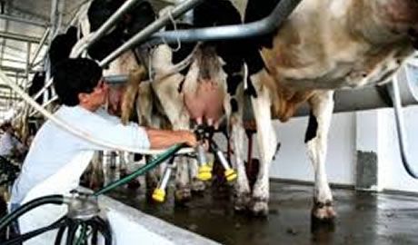rentabilidad de los tambos 2024
