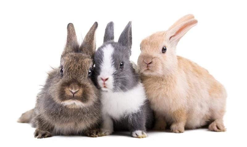 Importación de Conejos como Mascotas