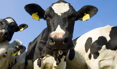 riesgo hídrico ganado vacuno