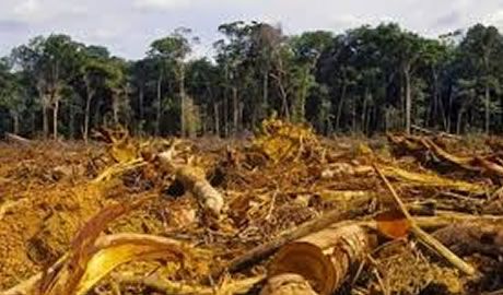 ley antideforestación de la UE