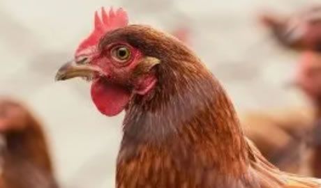 exportaciones de pollo en Argentina