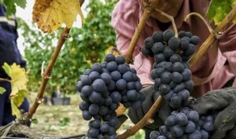 exportaciones vitivinícolas crecen 52%