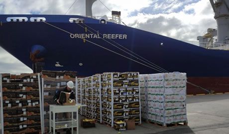 exportación de peras y manzanas a México