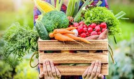 ley de promoción de producción orgánica Misiones