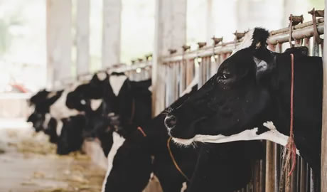 exportaciones lácteos Uruguay aumento interanual