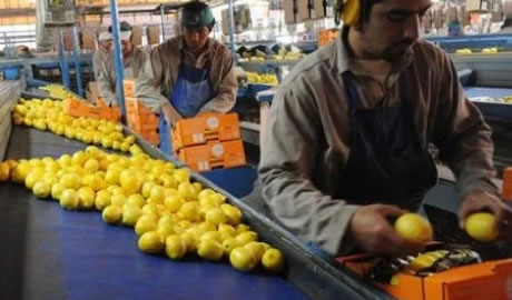 exportación de cítricos y carne a Ecuador