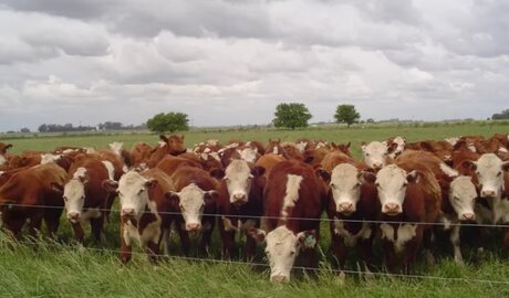 ganadería 2026 nueva era