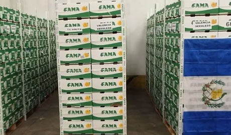 exportación de naranjas a Guatemala