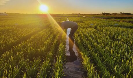 granos comerciales stock febrero 2026