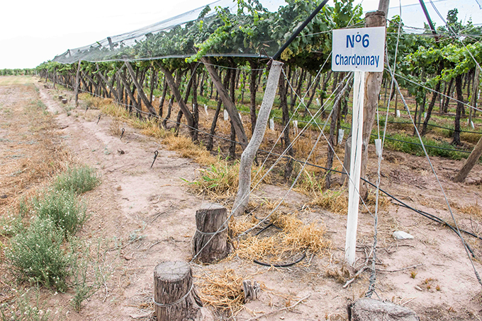 vino argentino en mercados exóticos