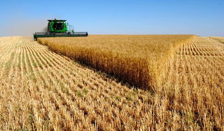 cosecha de trigo en el sur del área agrícola