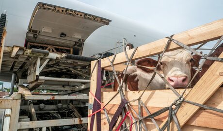 desafíos logísticos comercio internacional de animales vivos