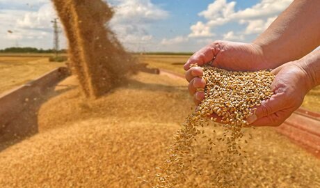 Exportación de cereales aumento interanual