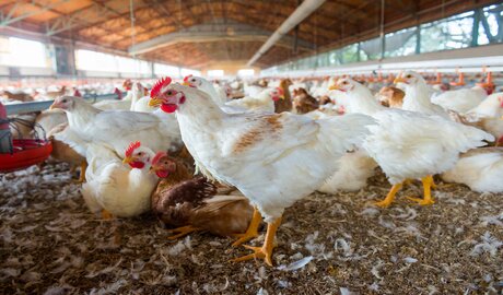 agroindustria desafíos del comercio internacional de insumos y sector avícola