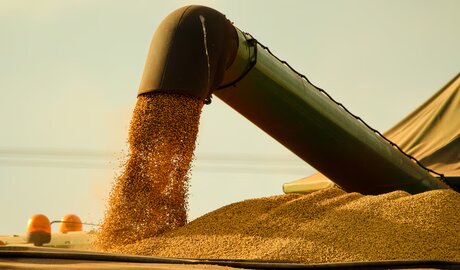 destino de la soja argentina