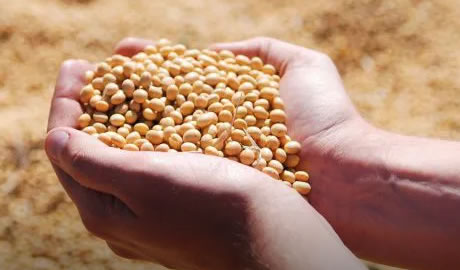 Agroindustria Argentina: Innovación y Sostenibilidad
