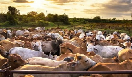 Récord histórico en exportaciones de carne vacuna argentina: un impulso al sector ganadero