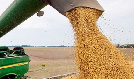 Récord en Producción y Exportación de Soja