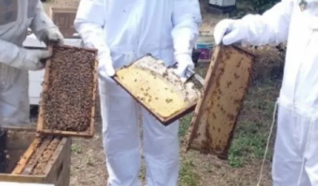 Exportación de Abejas Reinas de Entre Ríos a Uruguay