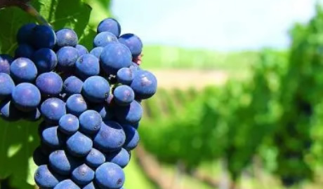 Impacto en el sector agropecuario: importaciones de alimentos y bebidas aumentaron 82% interanual en diciembre