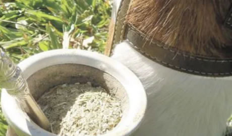Exportaciones de yerba mate argentina alcanzan máximo histórico en 2024