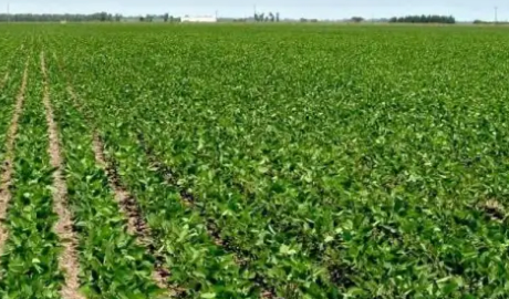 Perspectivas Económicas del Sector Agroindustrial