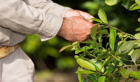 yerba mate exportaciones noviembre 2025