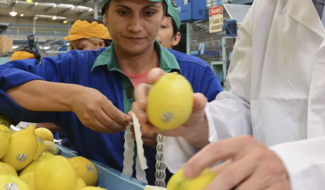 El gobierno nacional estableció un sistema de monitoreo para las exportaciones de jugo de limón