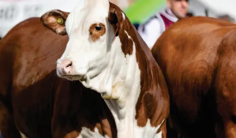 ganadería e inflación