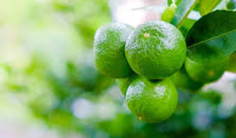 Agrocalidad fortalece trabajo fitosanitario en la exportación de frutas ecuatorianas a Chile