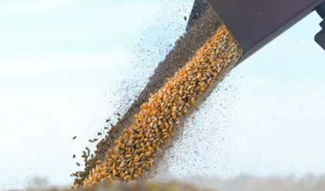 Argentina sustituye a Brasil en exportación de maíz
