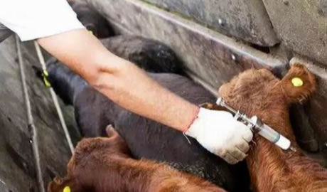 Importación de Vacunas para Animales: Guía Esencial 2025
