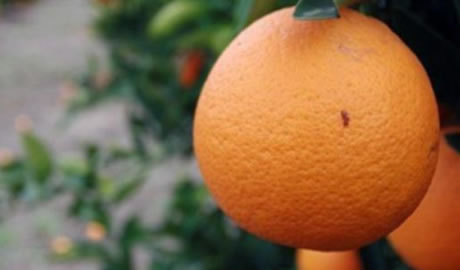 Medidas para Potenciar Exportaciones de Frutas en 2024 y Más Allá
