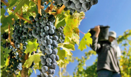 Experiencias exitosas de venta directa de productores de fruta