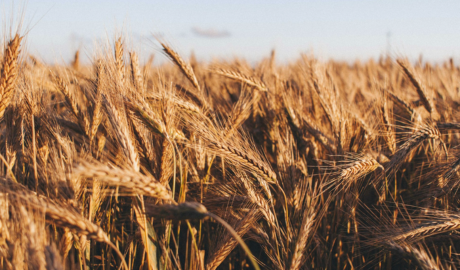 Cosecha récord de trigo en Argentina, posible si se prolonga la baja de impuestos a la exportación