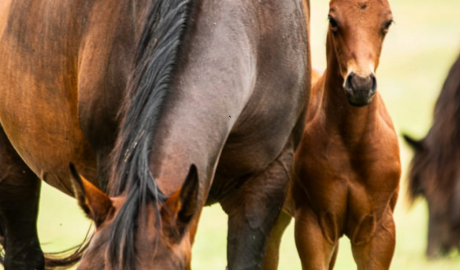 La exportación de equinos en pie creció 9% en el primer bimestre del 2025