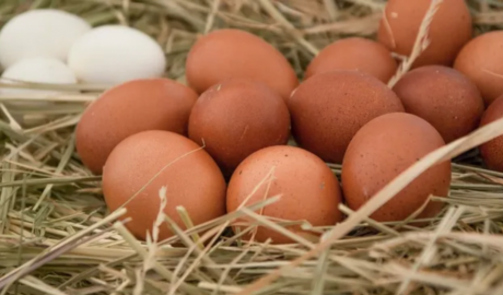 Oportunidad: la Argentina produce 17.000 millones de huevos al año, pero exporta apenas el 2%