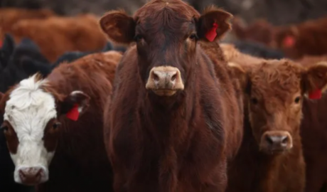 El Gobierno libera la importación de productos veterinarios