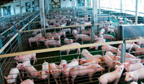 financiamiento sector porcino