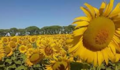 Campaña 2024/25: el girasol aportó más de U$S 2.000 millones a la economía argentina
