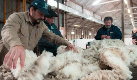 Exportaciones récord: la lana argentina creció más del 45% en volumen y un 30% en valor