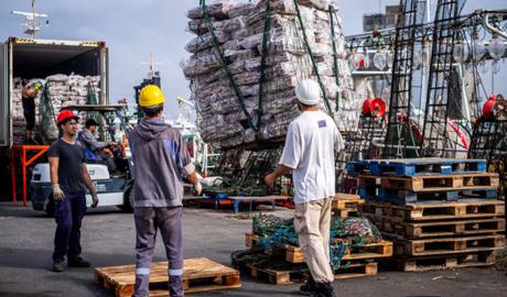 El calamar genera crecimiento en las exportaciones