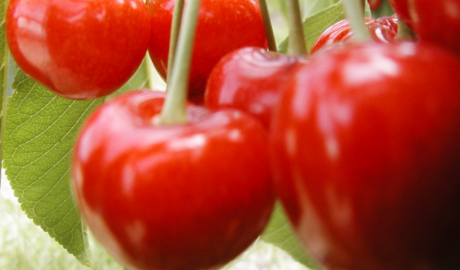 Liderazgo patagónico en la exportación de cerezas argentinas