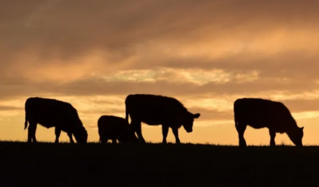 carne vacuna exportación 2026