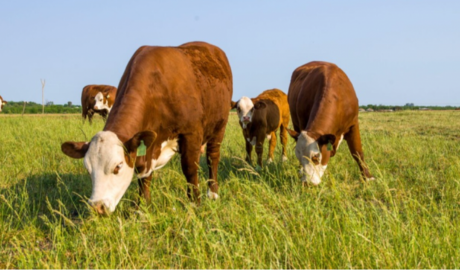 carne vacuna enero caída faena producción