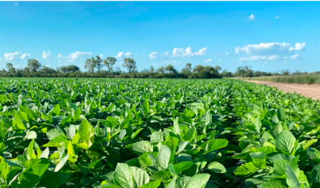 Oficial: bajan las retenciones a las exportaciones de soja, carne, maíz, sorgo y girasol