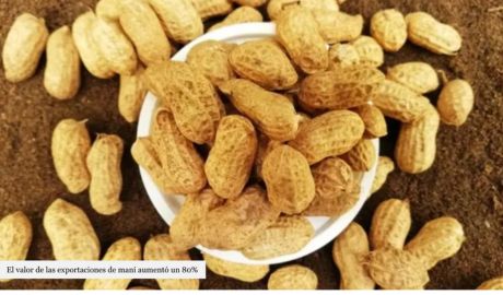 Argentina se convirtió en el mayor exportador de maní en todo el mundo
