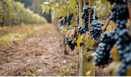 Argentina y su boom orgánico: del vino a la manzana, los 5 productos más exportados