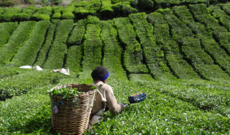 El sector tealero en crisis ante masiva caída de exportaciones y hay abandono de plantaciones